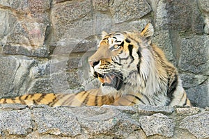 Tiger in the zoo opens its jaw
