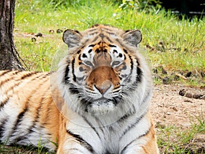 Tiger in Zoo photo