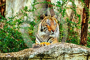 Tiger in zoo