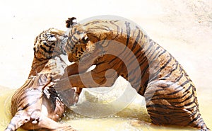 Tiger zoo, Sriracha Thailand