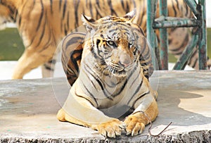 Tiger zoo, Sriracha Thailand