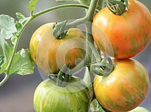 Tigerella tomatoes on the vine growing in the greenhouse