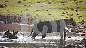 Tigeress with cubs in wild tiger photo