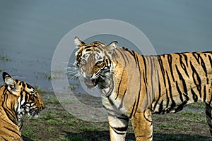 Tigeress Krishna with her cub photo