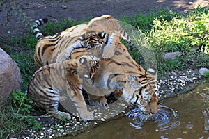 Tigermother with its two kids