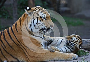 Tigermother playing with its child