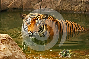 Tigri 