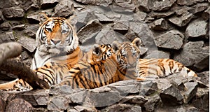 Tigers