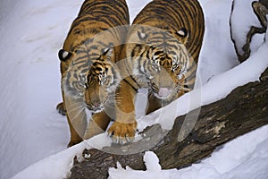 Tigers