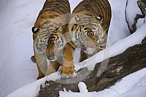 Tigers