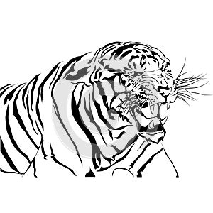 Tigers bared white background.