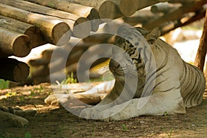 Tigers in Beijing Wildlife Park