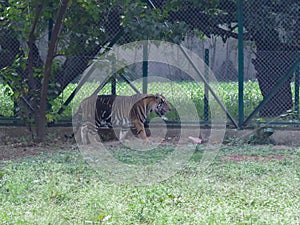 Tigers, Black Striped Tiger India