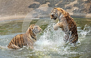 Tigers enjoys the water in hot weather