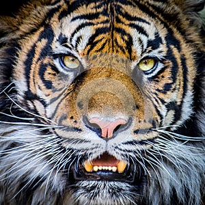 Tigers face