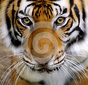 Tigers Face.