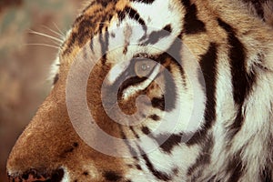 Tigers face close-up