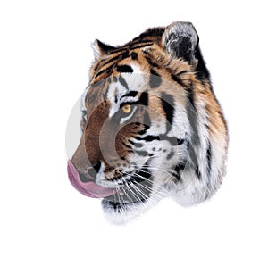 Tigers face lick oneself isolated on white