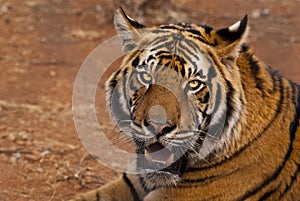 Tigers face with mouth open showing teeth