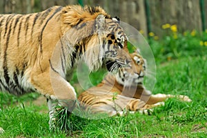 tigers in the forest