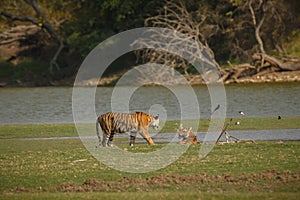 Tigers in the indian nature