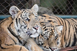 Tigers Inside Tiger Kingdom