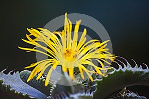 Tigers Jaw Faucaria tigrina