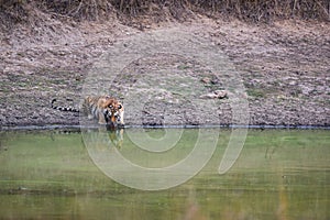 Tigers of kanha national park