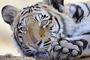 Tigers learn by playing at the same time.