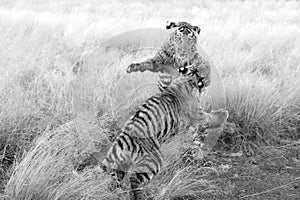 Tigers learn by playing at the same time.