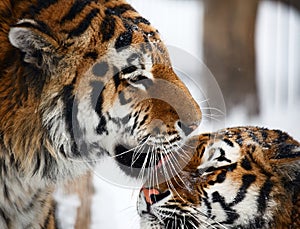 Tigers love