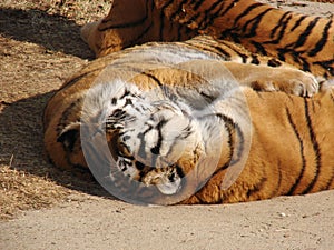 Tigers love