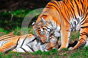 Tigers in love