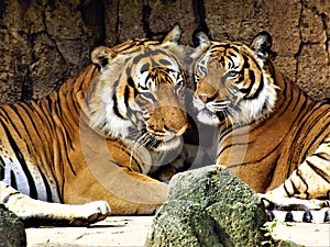 Tigers photo