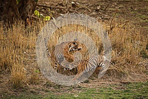 Tigers in the nature habitat. Bengal tiger cubs playing and fighting for dominance.