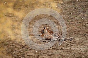 Tigers in the nature habitat. Bengal tiger cubs playing and fighting for dominance.