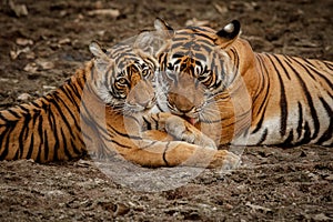 Tigers in the nature habitat. Tigers mother and cubs resting near the water.