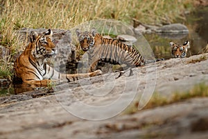 Tigers in the nature habitat. Tigers mother and cubs resting near the water.