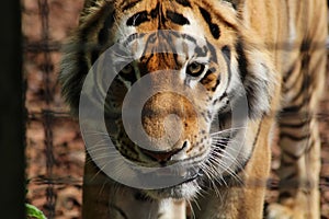 Tigers pacing photo