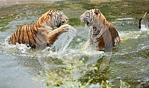 Tigers play in water