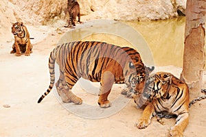 Tigers playing on sand in nature by a zoo for majestic entertainment at a circus or habitat. Wildlife, wrestling and big