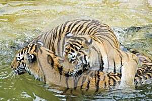 Tigers Playing in Water