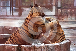 Tigers playing in the water