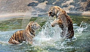 tigers playing in the water