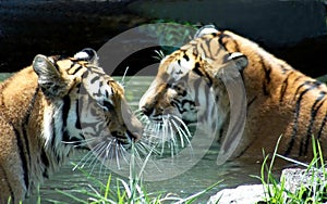 Tigers In Pool