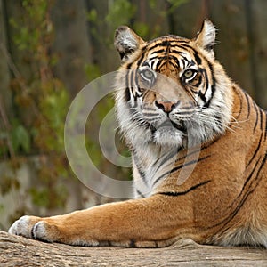 Tigres perfil 