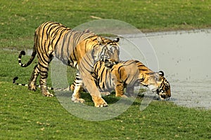 Tigers at Ranthambore National Park