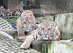 Tigers ready to pounce