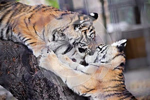 Tigers s in Safari-Park Taigan near Belogorsk town, Crimea