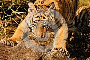 Tigers in the water